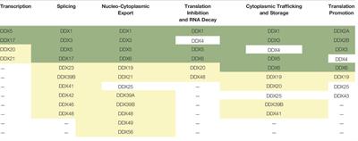 DEAD-ly Affairs: The Roles of DEAD-Box Proteins on HIV-1 Viral RNA Metabolism